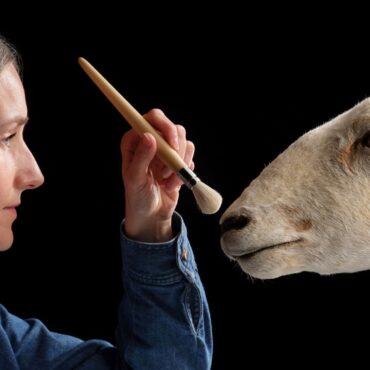 Cloned predecessor to Dolly the sheep goes on display