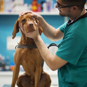Pet owners to pay no more than £21 for prescriptions after major investigation