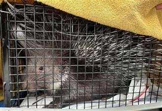 ‘Feisty’ porcupine rescued from stable and reunited with owner
