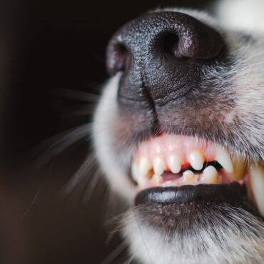 Deaths from dog bites surge more than 200% in a year, report shows
