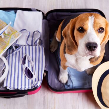 Pet owners warned of new EU travel rules