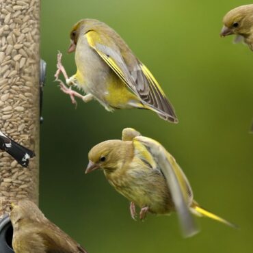 Feed the birds… just not in summer