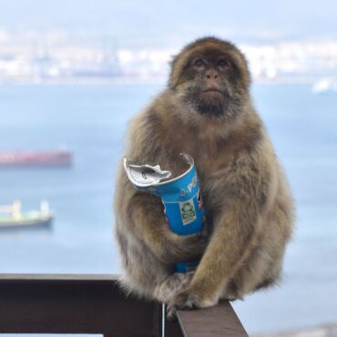 Monkeys eating soil to ‘settle upset stomachs from junk food’