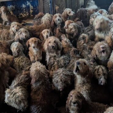 RSPCA responds to accusations image of dozens of dogs crammed into living room was fake