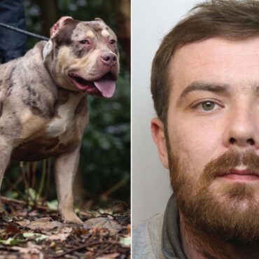 XL bully owner jailed after dog mauled pensioner to death