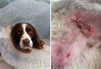 ‘There was blood everywhere’: Horror after ‘sweet and sensitive’ dog attacked near caravan park