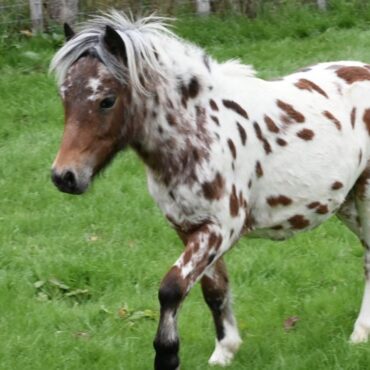 Police mount investigation after rare miniature horses stolen