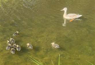 Outrage as ‘feral monsters’ kill ducks with catapult along waterway