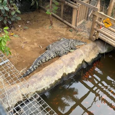 Boy, 3, seriously hurt in crocodile pen – with man ‘not known to him’ arrested for ‘attempted murder’