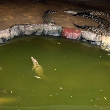 Man arrested after toddler ended up in crocodile enclosure ‘not fit for interview’ and released