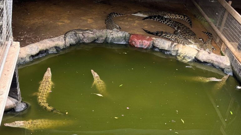 Man arrested after toddler ended up in crocodile enclosure ‘not fit for interview’ and released