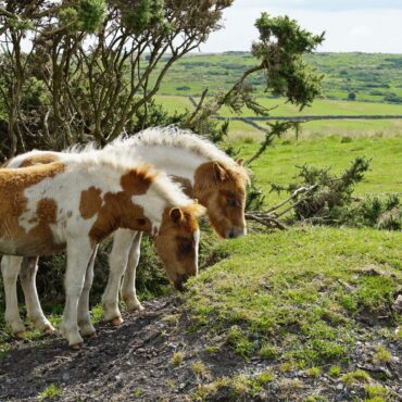 Fears Dartmoor ponies face cull due to biodiversity plans provoke row