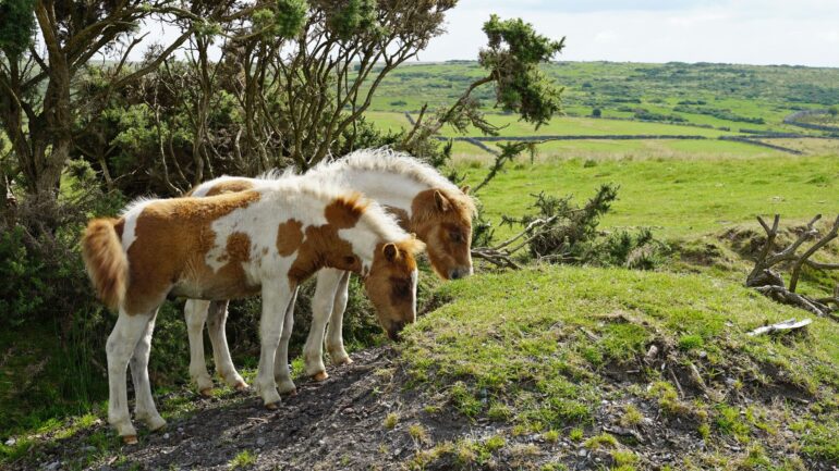 Fears Dartmoor ponies face cull due to biodiversity plans provoke row