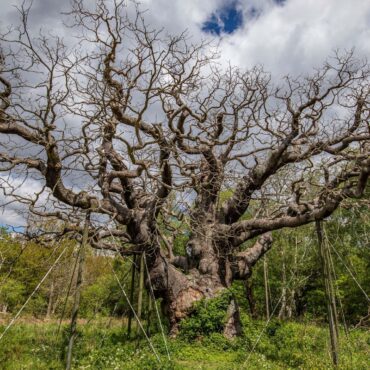 World-famous Robin Hood oak tree has died