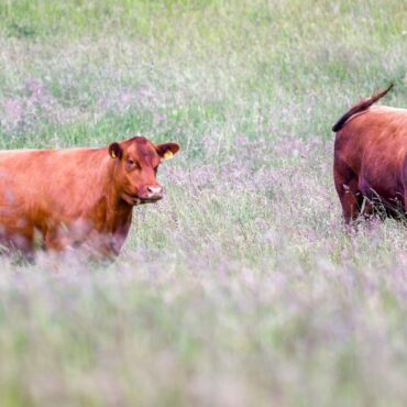 Man in his 70s dies after being seriously injured by cattle at National Trust estate