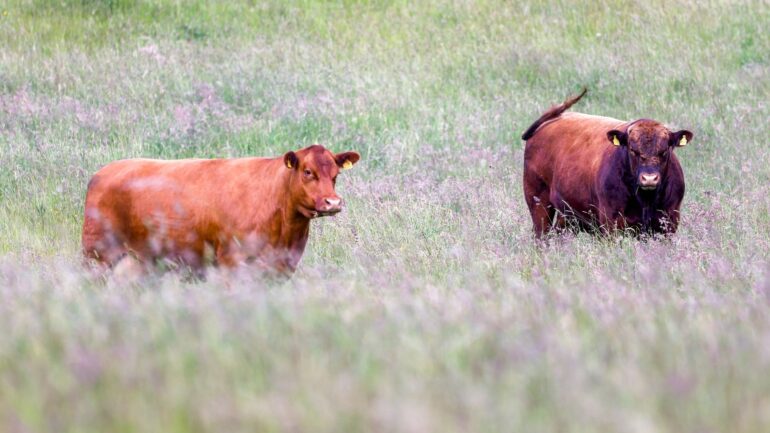 Man in his 70s dies after being seriously injured by cattle at National Trust estate