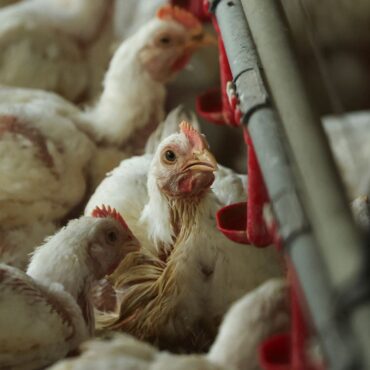 Poultry farming leads to 100-fold increase in food-poisoning bacteria, study finds
