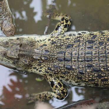 Boy, 3, seriously injured in zoo crocodile enclosure ‘undergoes five surgeries’
