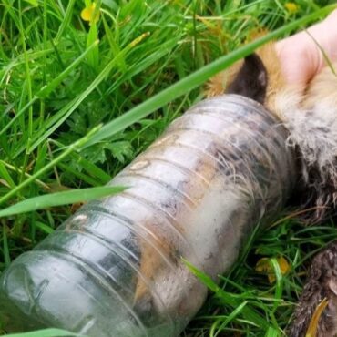 Fox rescued after spending days with head trapped in bottle