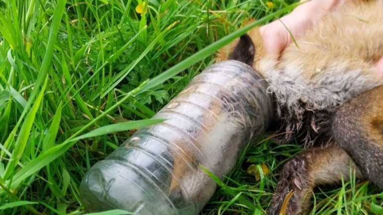 Fox rescued after spending days with head trapped in bottle