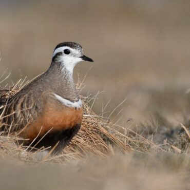 UK bird species could be first lost to climate change, conservationists warn
