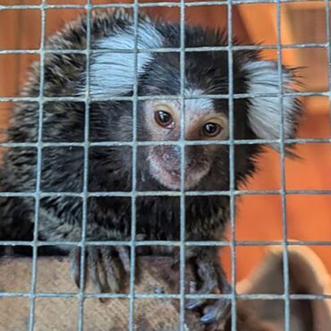 Reward offered after monkey found on London bus