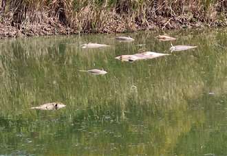 ‘This is horrible’: Dead fish found in stretch of water
