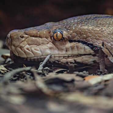 Jodie Foster the snake gets world-first cancer treatment