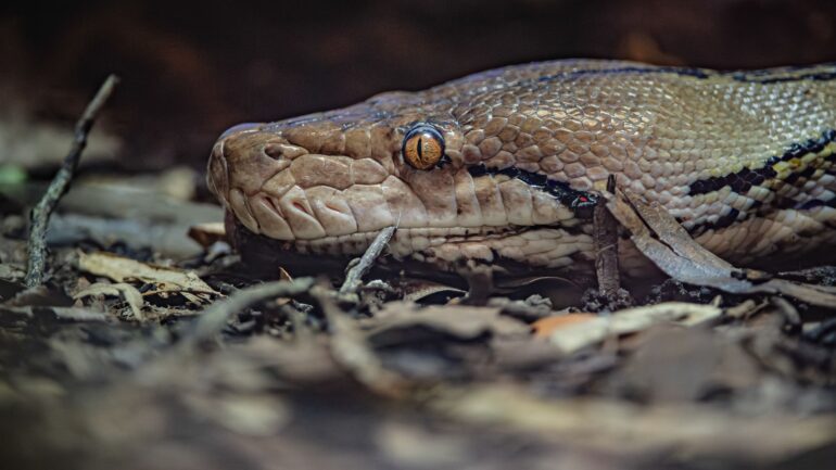 Jodie Foster the snake gets world-first cancer treatment