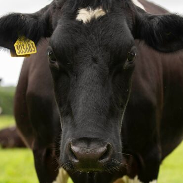 Mad Cow Disease identified at Scottish farm