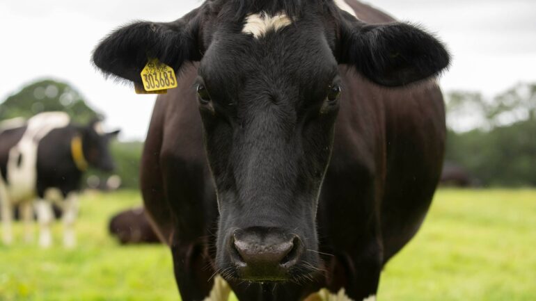 Mad Cow Disease identified at Scottish farm