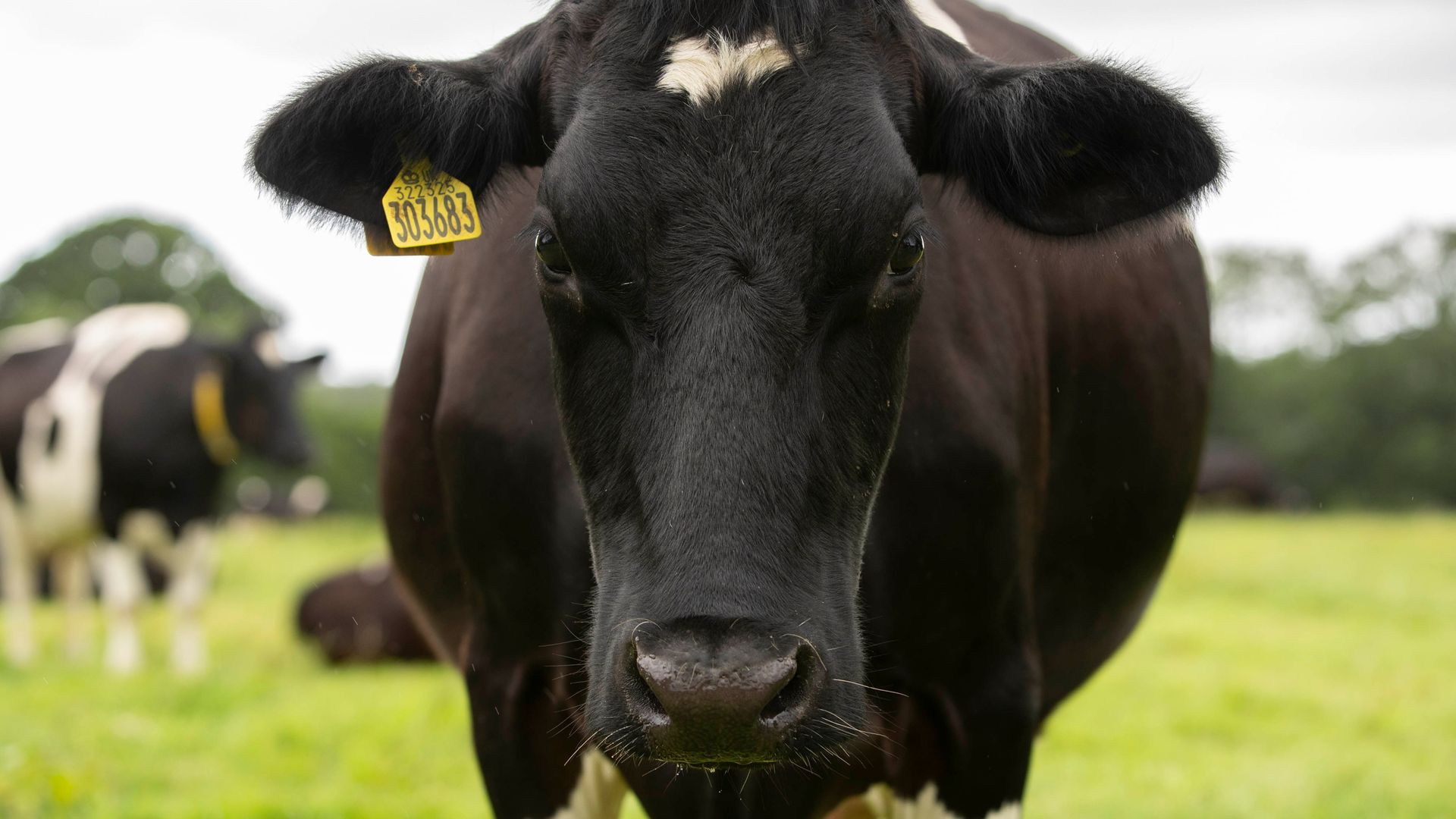Mad Cow Disease identified at Scottish farm
