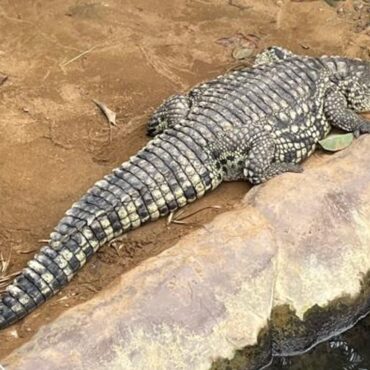 Boy attacked in crocodile enclosure is back home