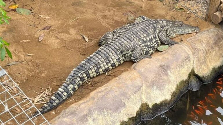 Boy attacked in crocodile enclosure is back home