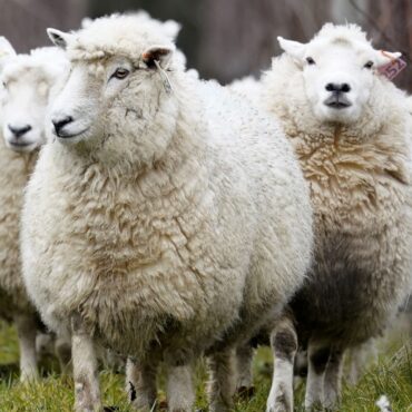 Deadly bluetongue disease detected on second farm in Scotland