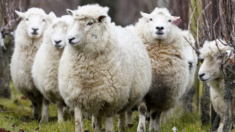 Deadly bluetongue disease detected on second farm in Scotland