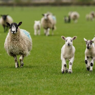 Potentially deadly bluetongue hits third farm in Scotland