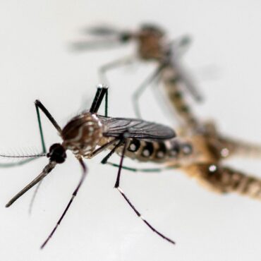 ‘Hitchhiking’ mosquitoes that can transmit dengue and Zika virus found breeding in UK