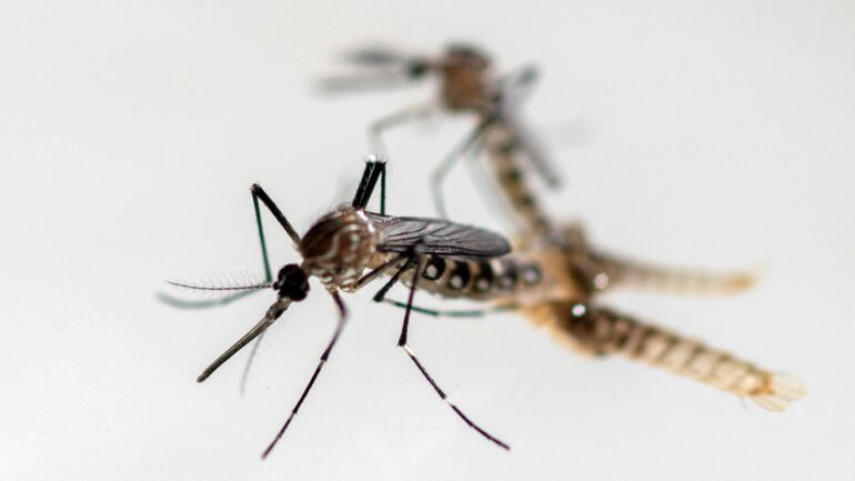 ‘Hitchhiking’ mosquitoes that can transmit dengue and Zika virus found breeding in UK