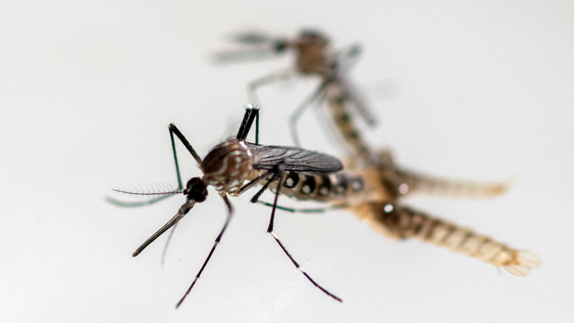 ‘Hitchhiking’ mosquitoes that can transmit dengue and Zika virus found breeding in UK