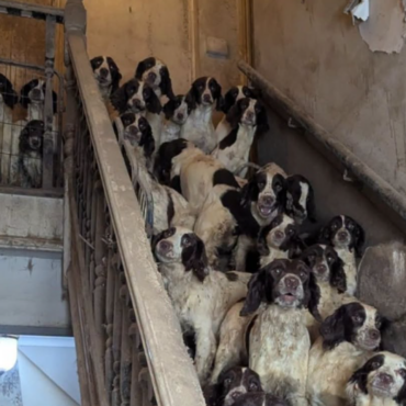Man found guilty of neglecting 84 dogs kept in ‘squalid’ home covered in faeces