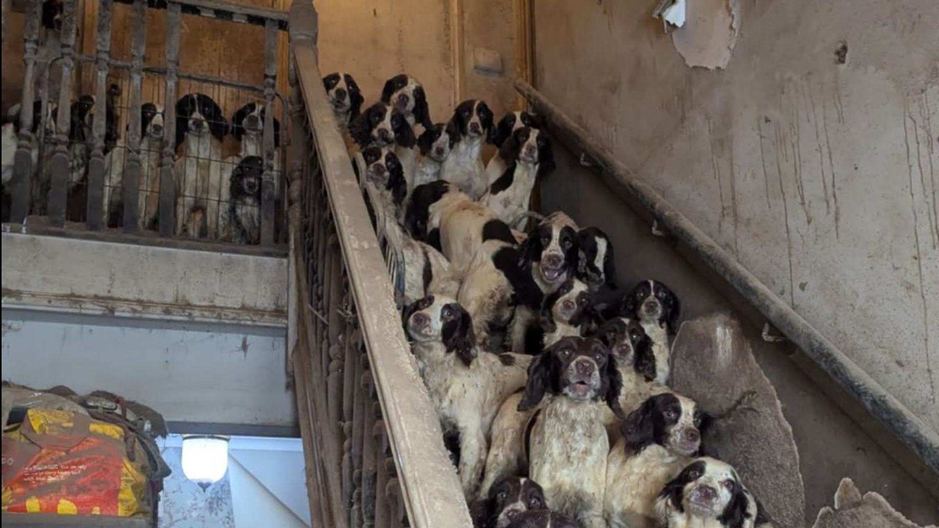 Man found guilty of neglecting 84 dogs kept in ‘squalid’ home covered in faeces