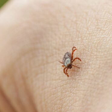 Ticks carrying life-threatening virus living longer in UK, expert warns