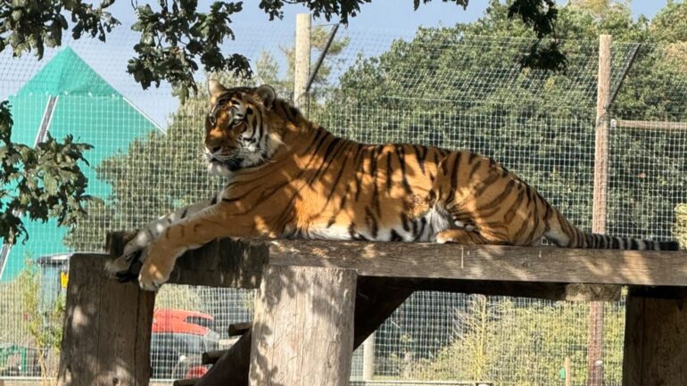Man fatally attacked by tiger at UK wildlife park told animal to ‘stop being naughty’